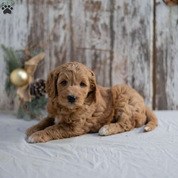 Gina, Mini Goldendoodle Puppy